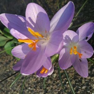 Meet your Posher, Lacey